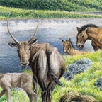 Pleistocene medio